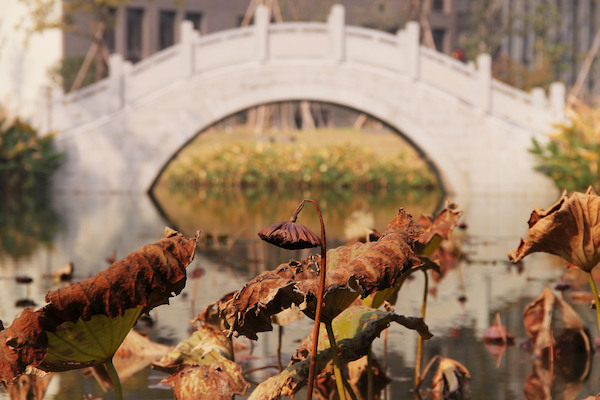 师大的桥 (4)