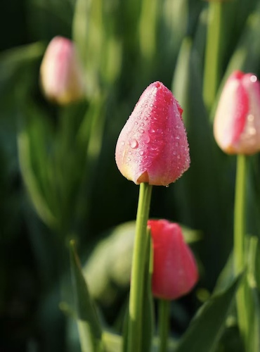 1李世瑾老师摄影作品