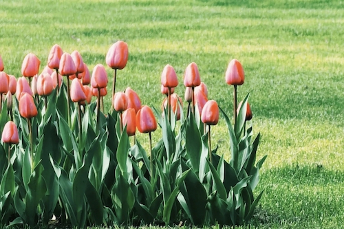 3邹菊梅老师摄影作品1