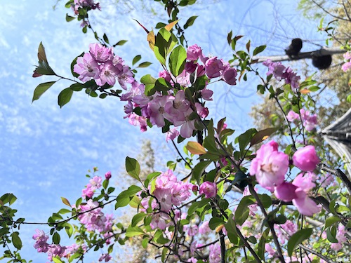 8张雪莉老师摄影作品